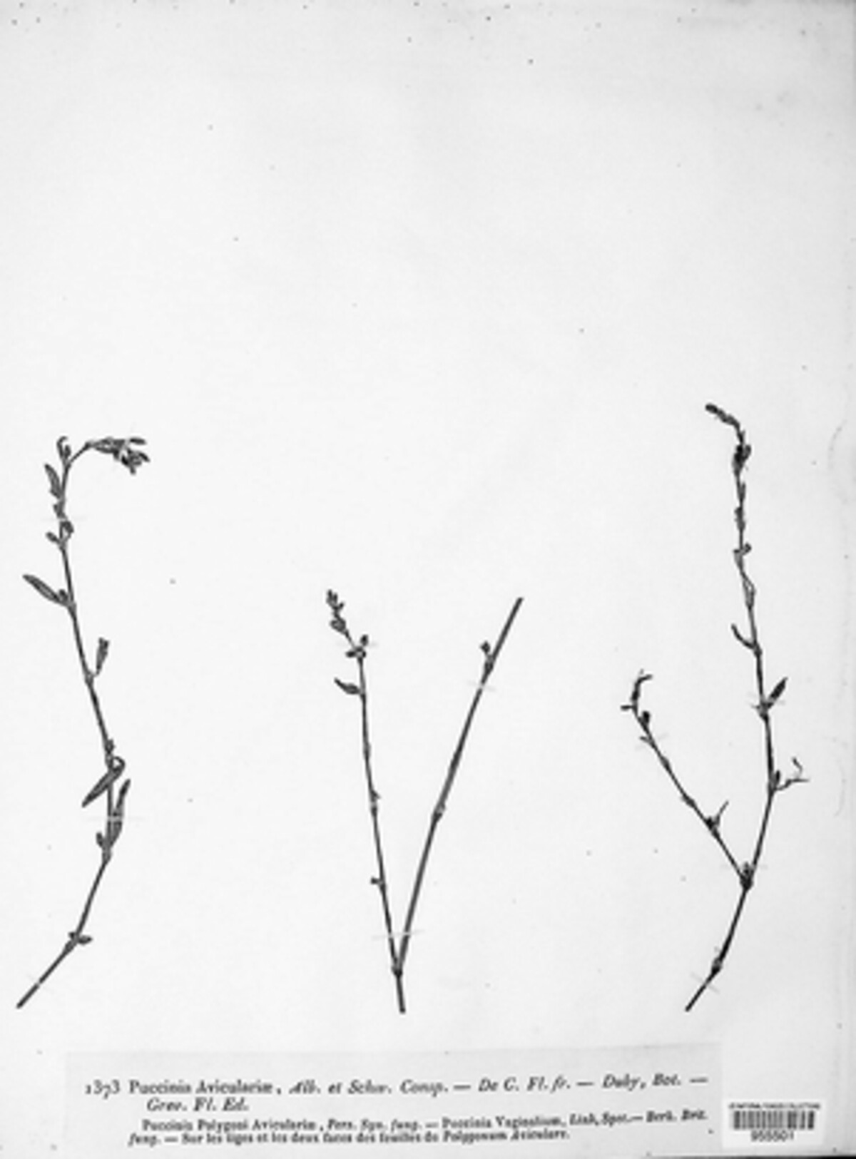 Puccinia aviculariae image